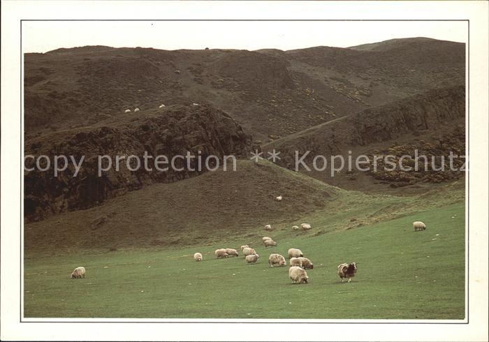 Schafe Schottland Umgebung von Edinburgh
