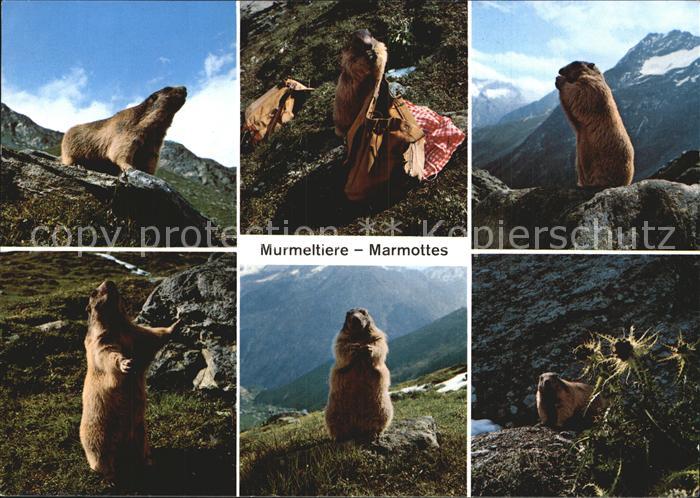 Murmeltier Marmottes