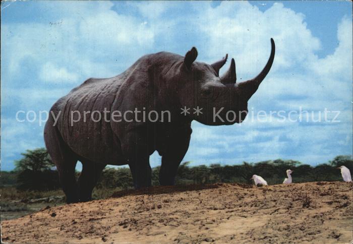 Nashorn Rhinoceros Africa