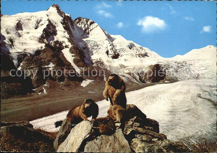 Murmeltier Pasterze Grossglockner Johannisberg