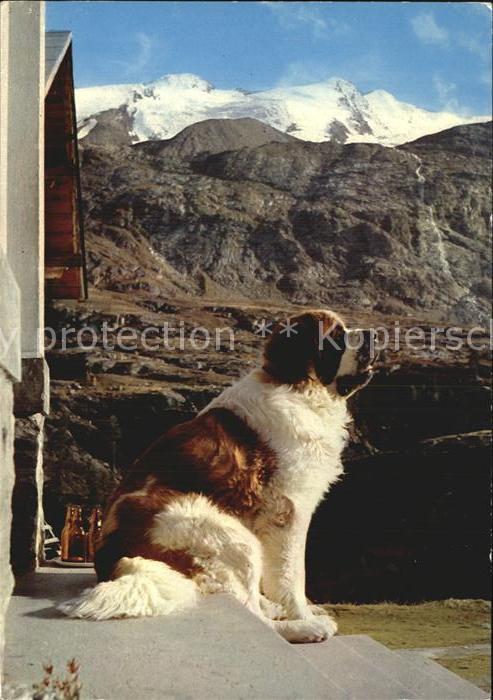 Bernhardiner Cane S. Bernardo Rifugio Nino Corsi Val Martello