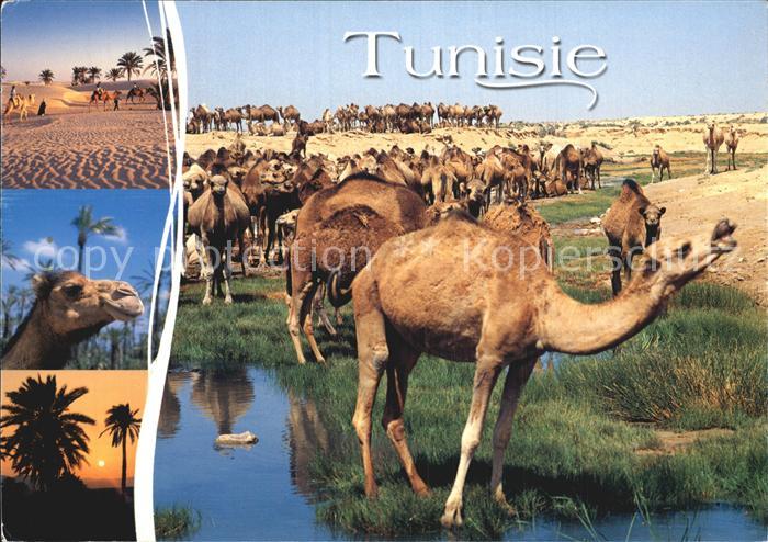 Kamel  Camel Chameau Tunisie Tunesien