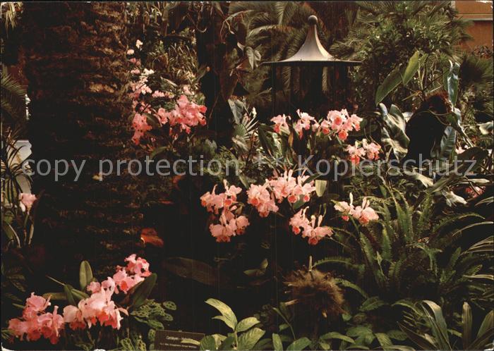 Blumen Orchideen Cattleyen Insel Mainau Palmen