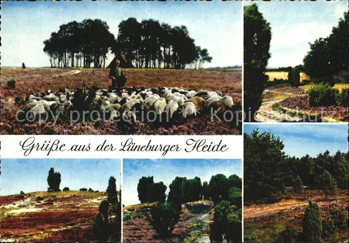 Schafe Lüneburger Heide