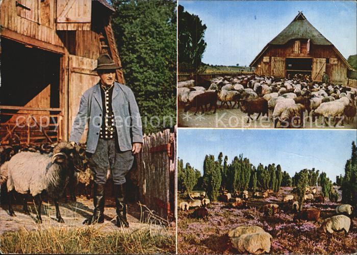 Schafe Heidschnuckenb Schafstall Schaefer Lueneburger Heide