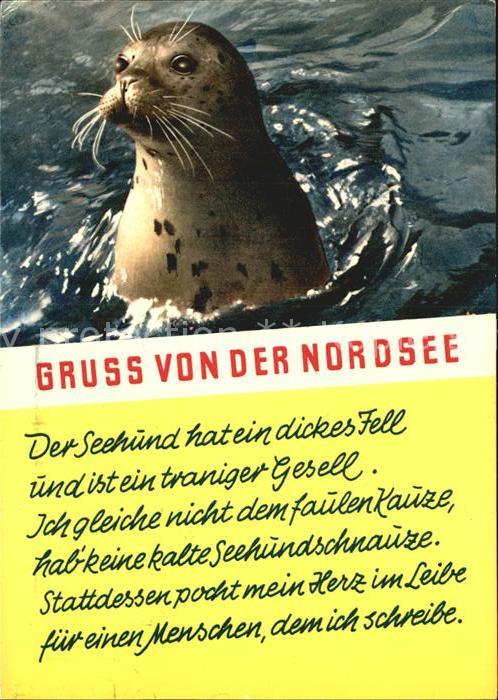 Seehunde Robben Gedicht Nordsee
