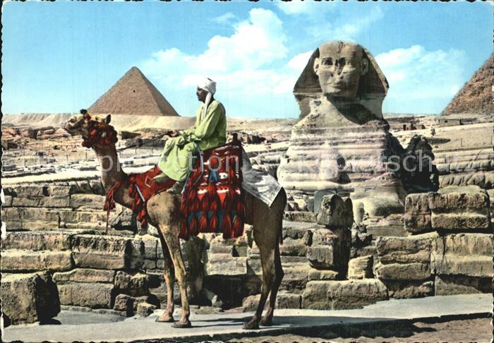 Kamel  Camel Chameau Grosse Sphinx von Giza Mykerinos Pyramide