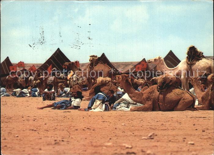 Kamel  Camel Chameau Scenes et Types du Maroc