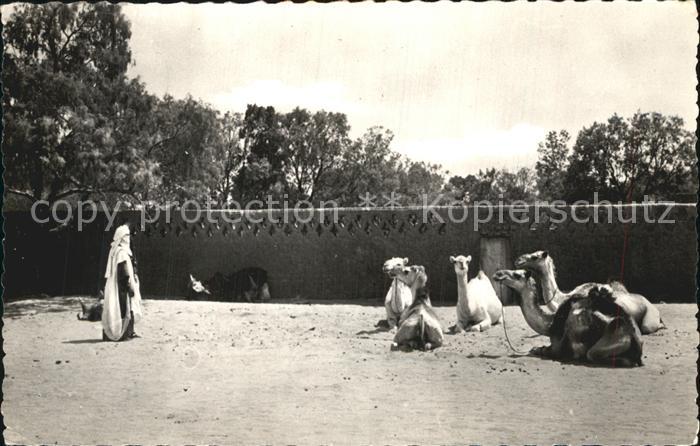 Tamanrasset Chameaux au repos Kamele