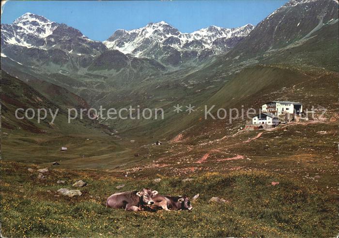 Koelnerhaus Tirol Berghaus Alm Kuehe Alpen
