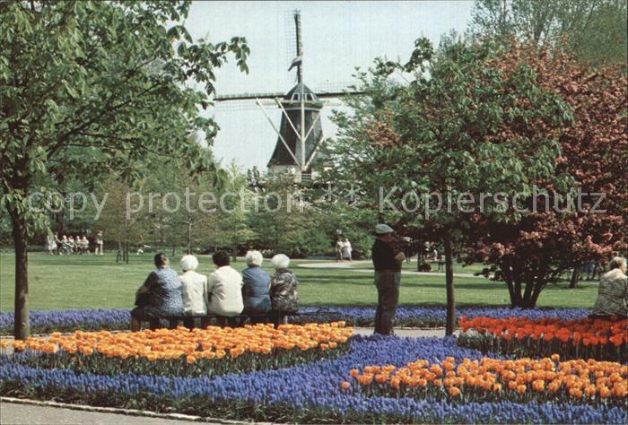 Lisse Keukenhof Molen Park Tulpenbeet Windmuehle