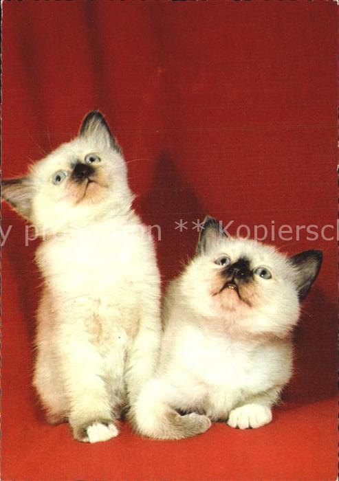 Katzen
