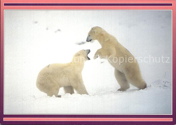 Eisbaer Polar bear cubs Norway