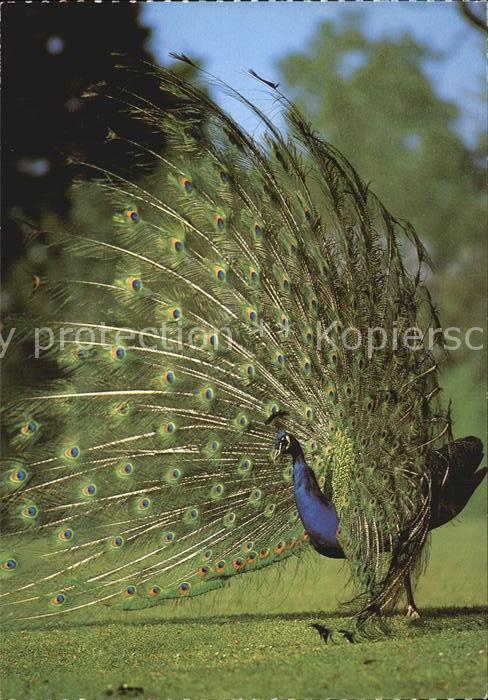 Voegel Birds Oiseaux Uccelli Pajaros-- Blauer Pfau Paon bleu Indian Peafowl