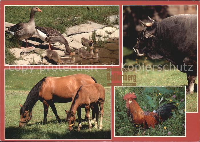 Pferde Hahn Enten Freilichtmuseum Ballenberg