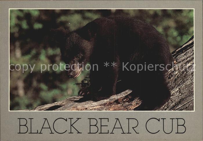 Baeren Black Bear Cub