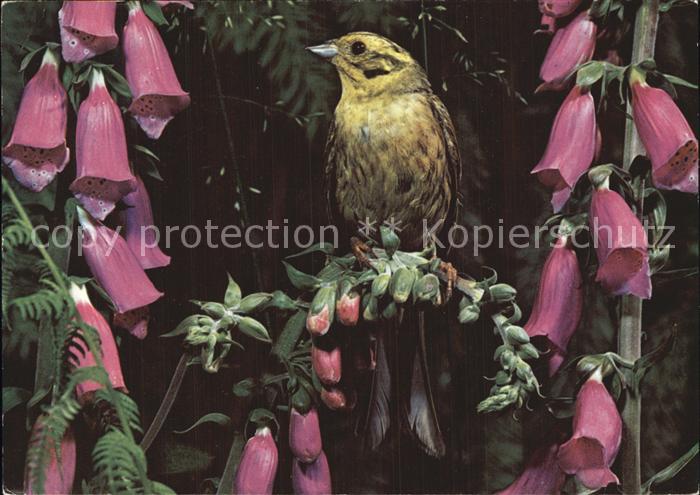 Voegel Birds Oiseaux Uccelli Pajaros-- Goldammer Emberiza citrinella