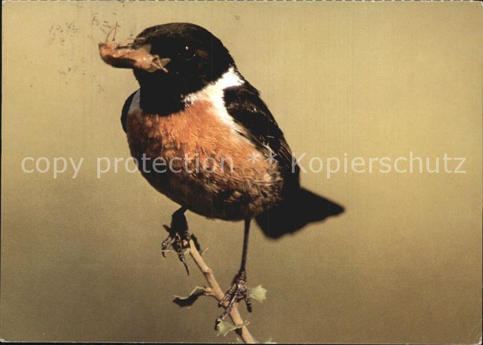 Voegel Schwarzkehlchen Traquet patre