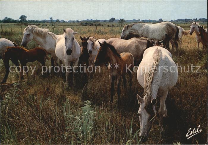 Pferde Camargue La Manade