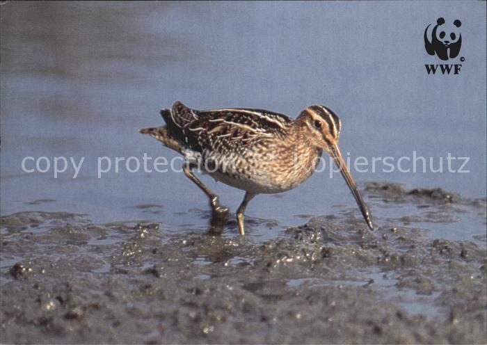Voegel Bekassine WWF
