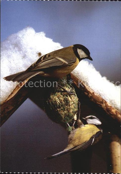 Voegel Birds Oiseaux Uccelli Pajaros-- Winterfuetterung Tierschutz Schweiz