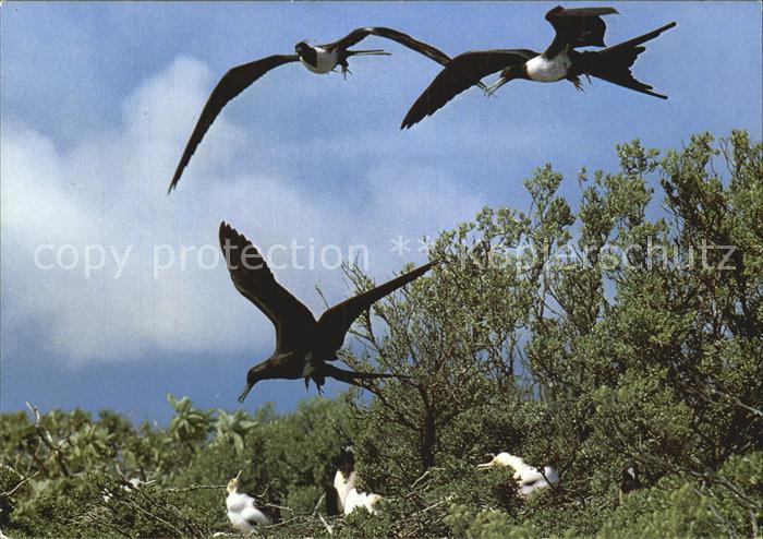 Voegel Birds Oiseaux Uccelli Pajaros-- Kleiner Fregattvogel Fregat minor