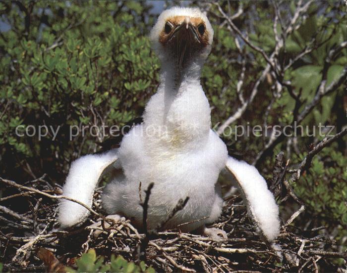 Voegel Kleiner Fregattvogel Fregata minor