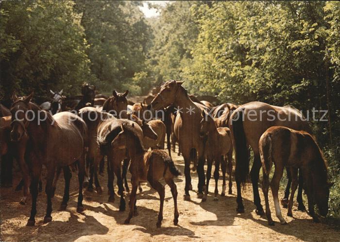 Pferde Ungarische Vollblutpferde