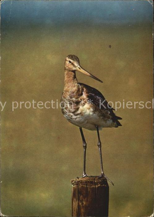 Voegel Birds Oiseaux Uccelli Pajaros-- Uferschnepfe Grutto