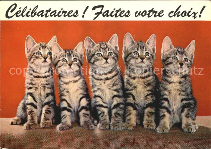 Katzen