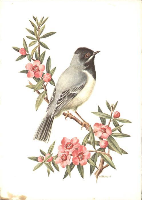 Voegel Birds Oiseaux Uccelli Pajaros-- Maskengrasmuecke Kuenstlerkarte A. M. Tre