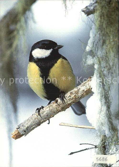 Voegel Birds Oiseaux Uccelli Pajaros-- Kohlmeise Parus major