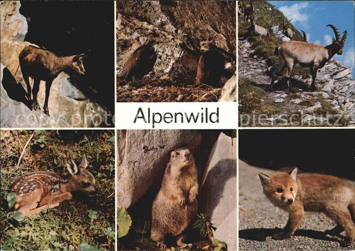 Tiere Gemse Steinadler Steinbock Rehkitz Berg