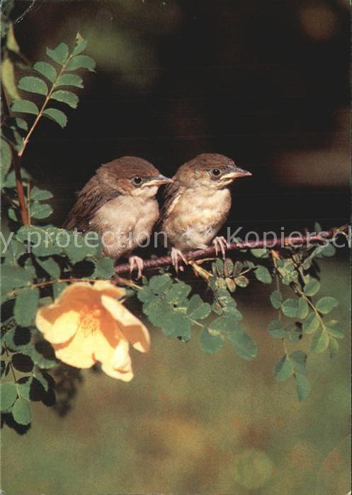 Voegel Birds Oiseaux Uccelli Pajaros-- Junge Fliegenschnapper Pro Infirmis
