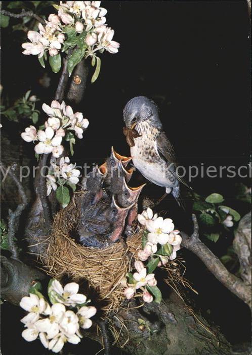 Voegel Birds Oiseaux Uccelli Pajaros-- Wacholderdrossel Pro Infirmis