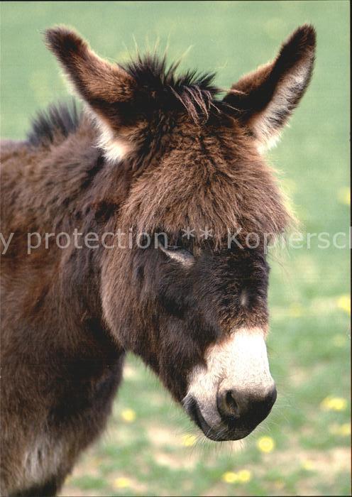 Esel Tiere