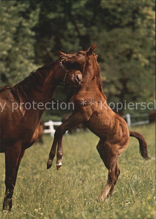 Pferde Ungarische Vollblut-Pferde