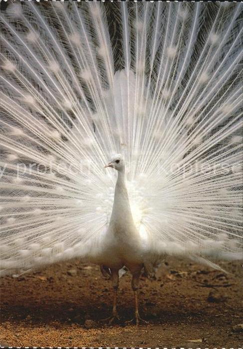 Voegel Birds Oiseaux Uccelli Pajaros-- Weisser Pfau Paon Peafowl