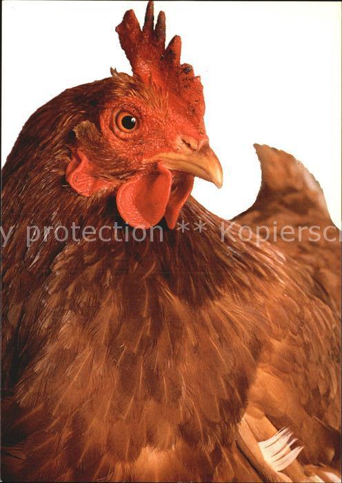 Gefluegel Hahn Kleinbauerninitiative Schweiz