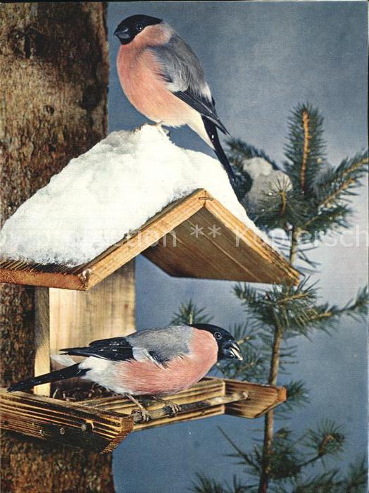 Voegel Birds Oiseaux Uccelli Pajaros-- Gimpel Vogelhaeuschen