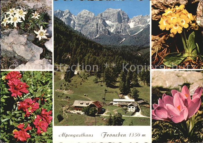 Telfes Stubai Alpengasthaus Froneben Alpenflora