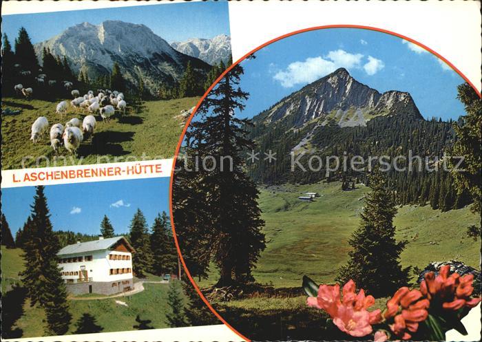 Tirol Region Gufferthuette Schafherde Halserspitze