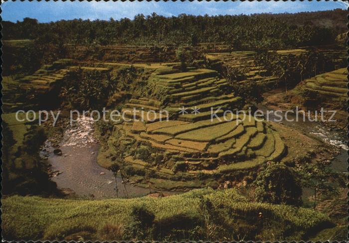 Bali Indonesien One of the beautiful rice fields