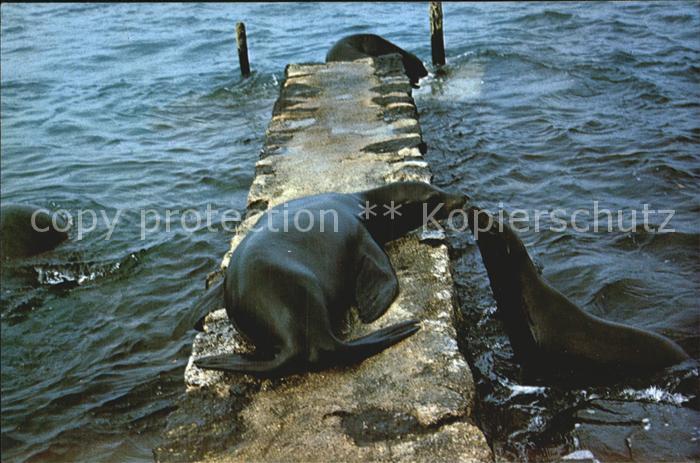 Seehunde Robben Islas Galapagos Ecuador