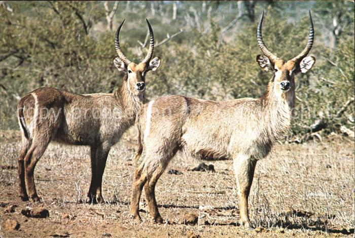 Tiere Waterbuck Kruger National Park