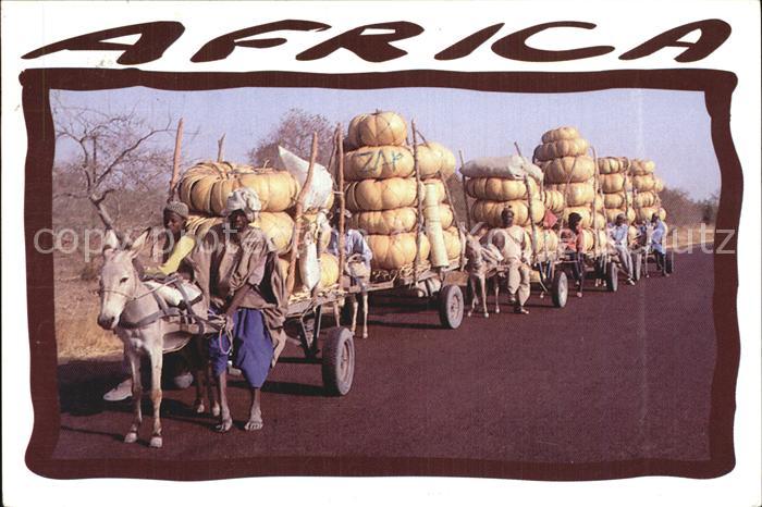 Esel Tiere En route pour le marche Africa
