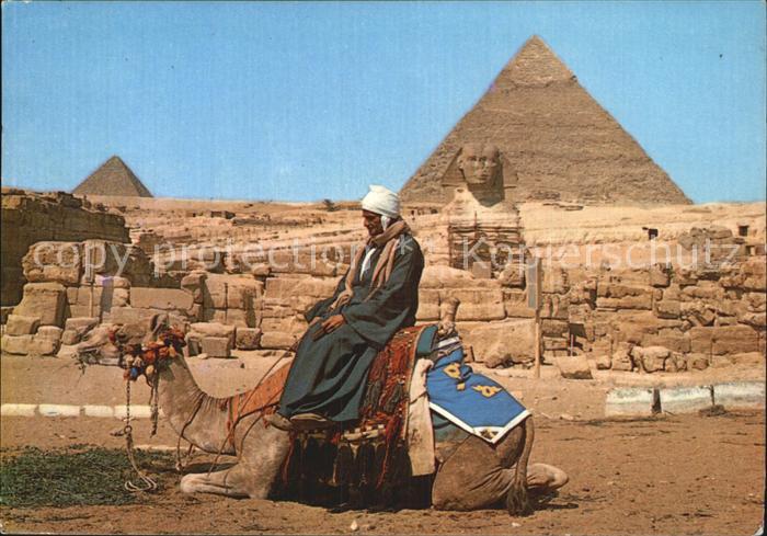 Kamel  Camel Chameau Giza Great Sphinx Pyramidd of Kephren Mikerinos