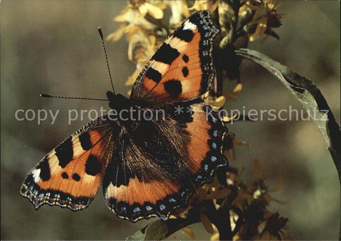 Schmetterlinge Aglais urticae Kleiner Fuchs Petite Tor
