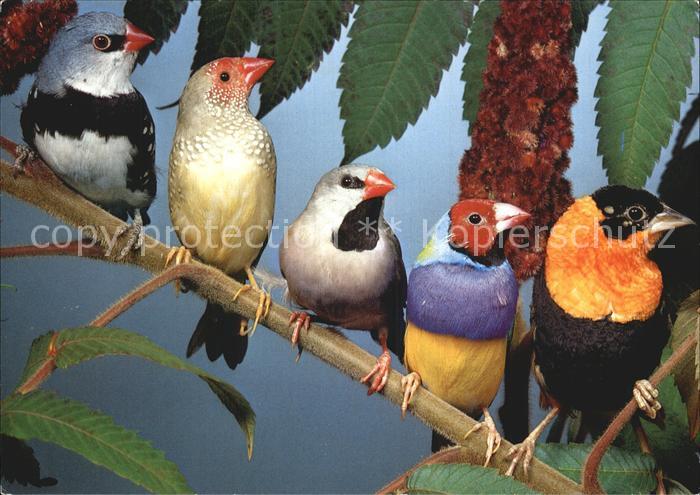 Voegel Birds Oiseaux Uccelli Pajaros-- Feuerweber Gouldsamadine Binsenastrild Di