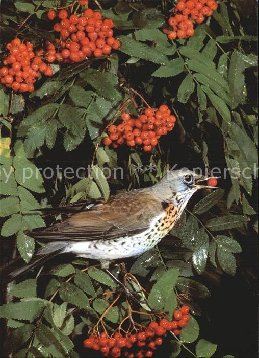 Voegel Birds Oiseaux Uccelli Pajaros-- Wacholderdrossel Turdus pilaris